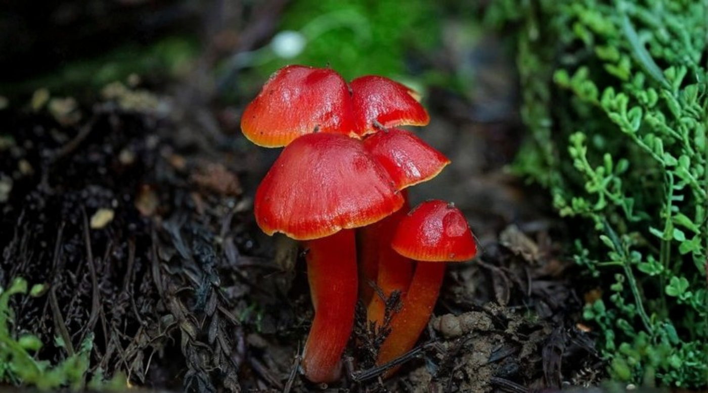 The Science Behind Functional Mushrooms: What You Need to Know
