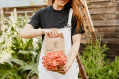 Pink Oyster Grow Kit