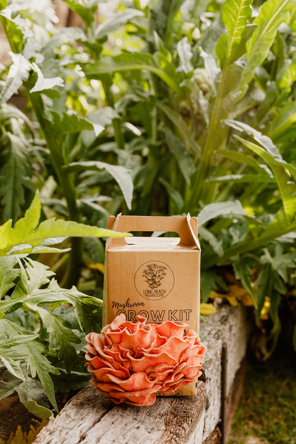 Pink Oyster Grow Kit