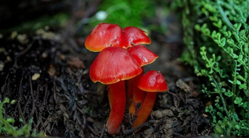 The Science Behind Functional Mushrooms: What You Need to Know