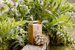 Blue Oyster Grow Kit