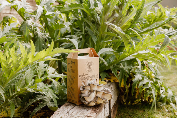 Blue Oyster Grow Kit