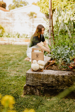 Lion's Mane Grow Kit