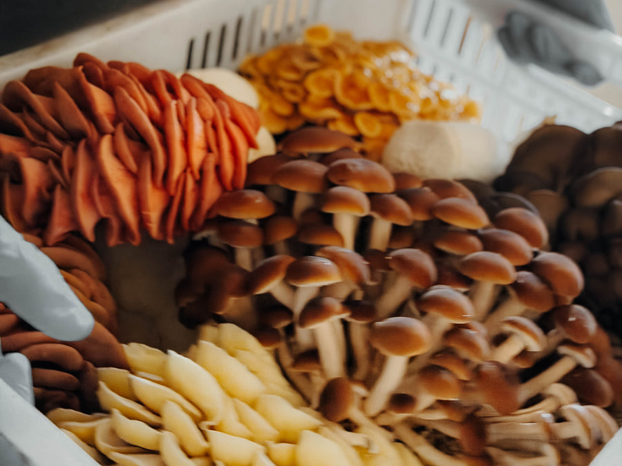1 lb Mix of Fresh Local Mushrooms